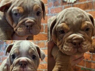 English Bulldog dogs - Advert 4