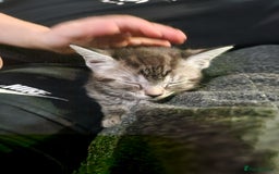 Ragamese cats for sale: Ragamese kitten - Image 5