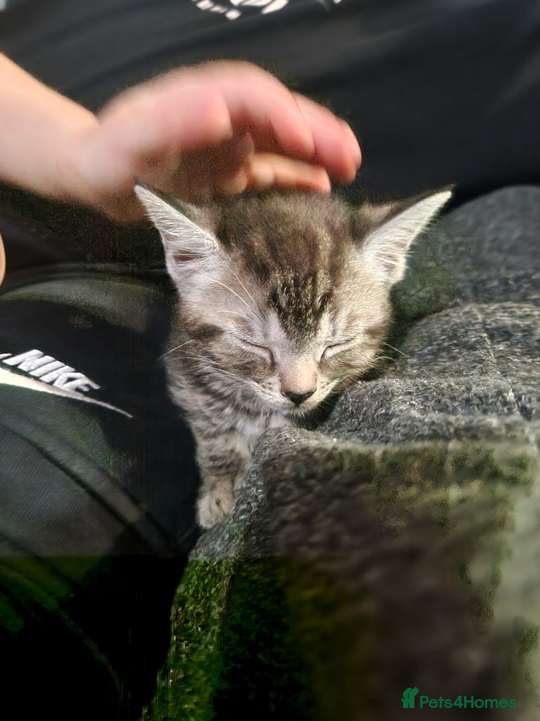 Ragamese cats for sale: Ragamese kitten - Image 5