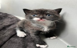 British Shorthair cats for sale: British blue x - Image 7
