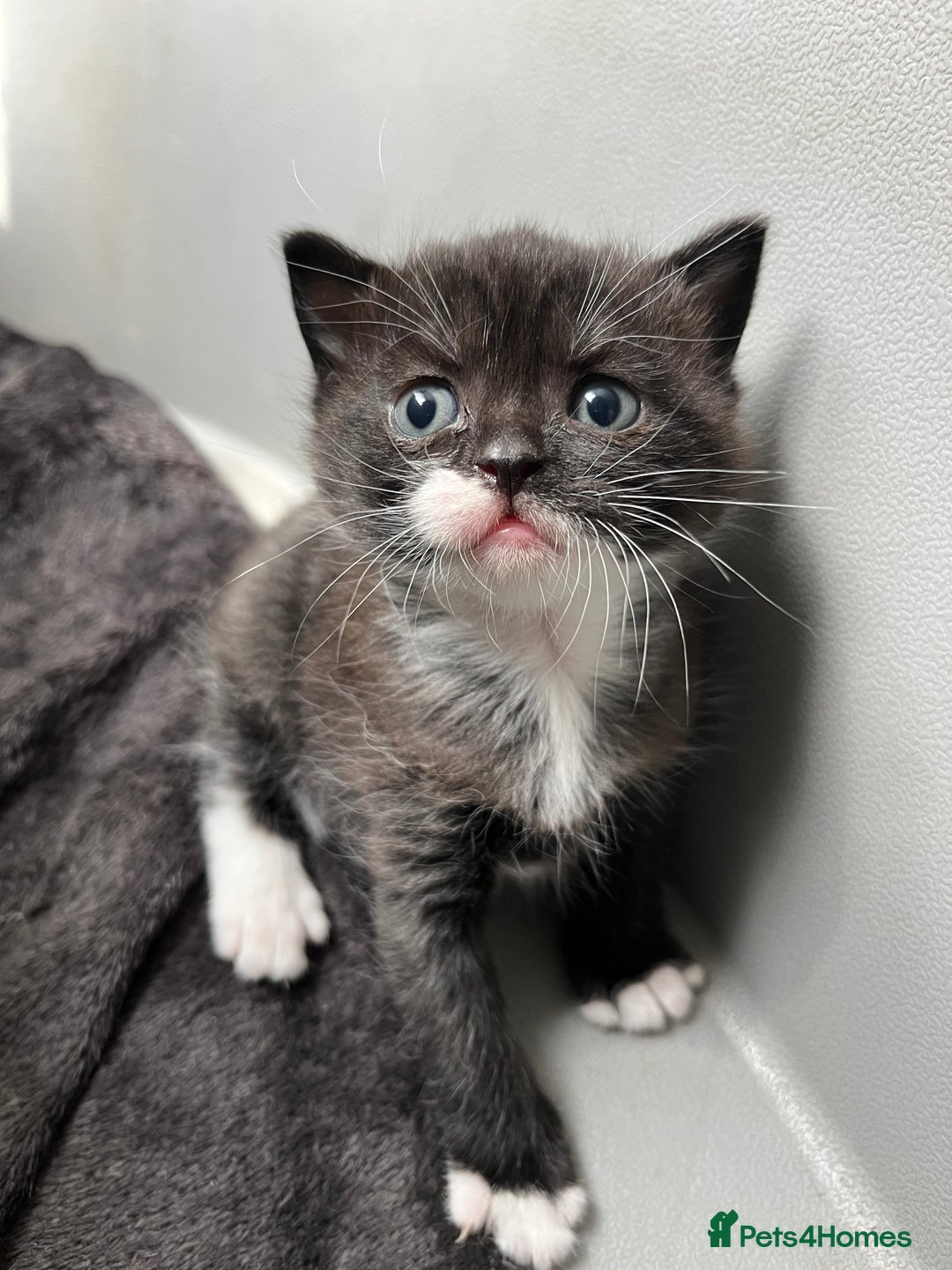 British Shorthair cats for sale: British blue x - Image 7
