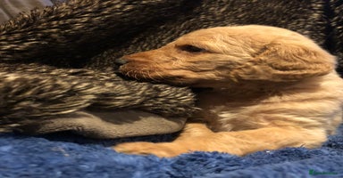 Labradoodle dogs - Advert 4