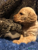 Labradoodle dogs - Advert 4