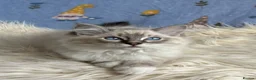 Ragdoll cats for sale: Beautiful TICA Registered Ragdoll Kittens - Advert 16