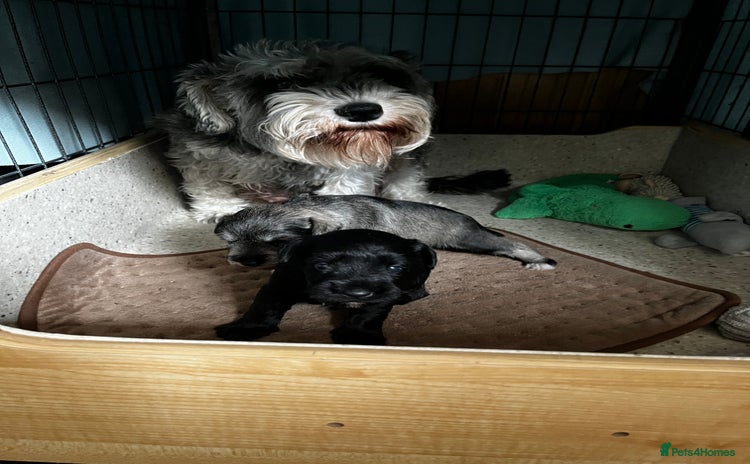 Miniature Schnauzer dogs - Advert 1