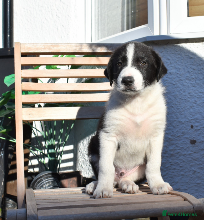 Border Collie dogs Border Collie Puppies  - Advert 1