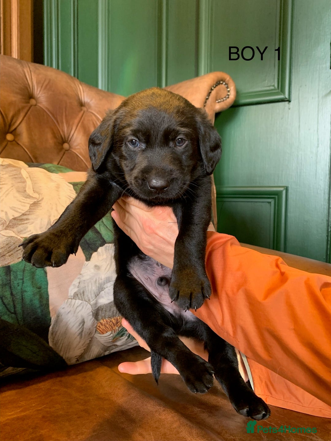 Labrador Retriever dogs for sale: Gorg KC reg labradors with amazing lineage - Advert 3