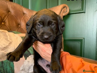 Labrador Retriever dogs Gorg KC reg labradors with Royal lineage - Advert 14