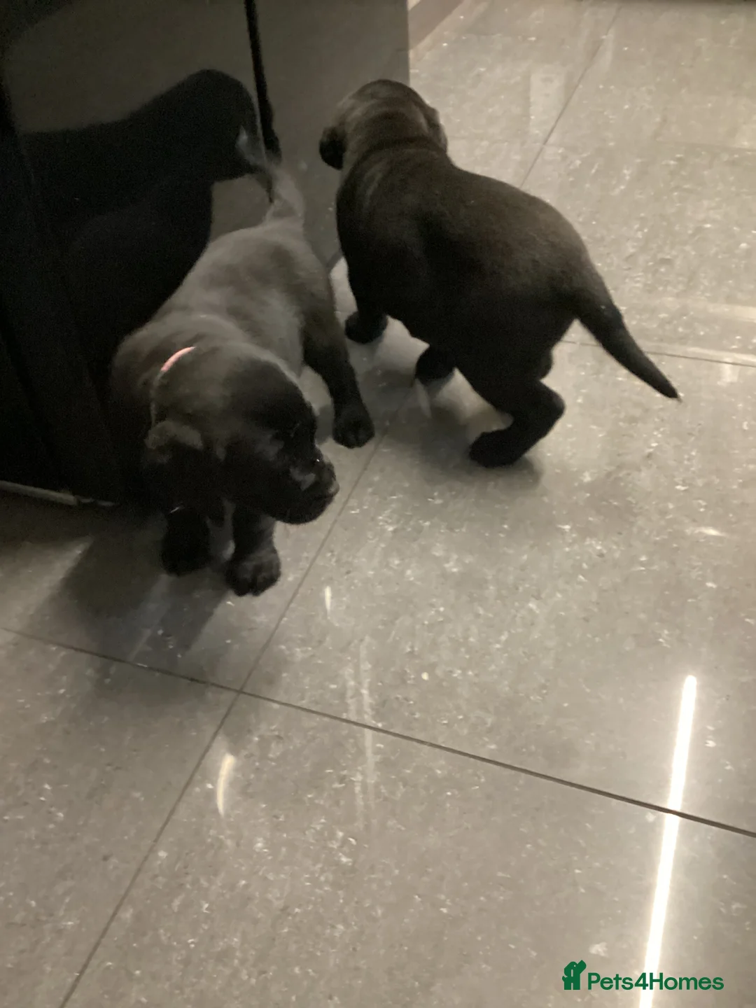 Labrador Retriever dogs for sale: Beautiful Labrador puppy’s  - Advert 5