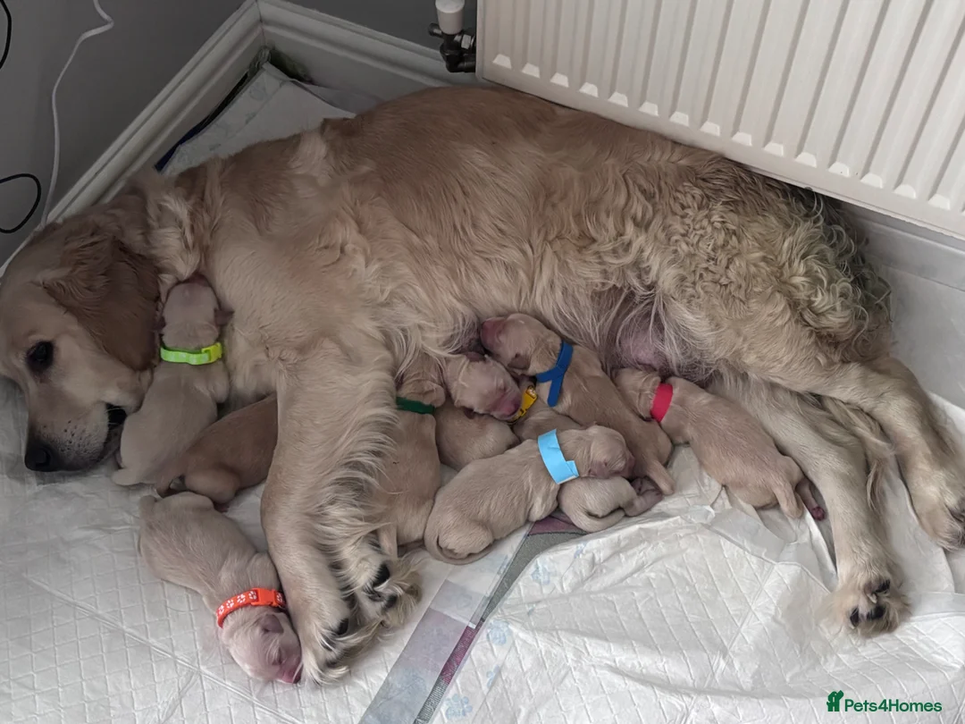 Golden Retriever dogs for sale: 🐾 KC Registered Golden Retriever Puppies.  - Advert 1