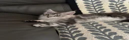 Maine Coon cats for sale: Beautiful Maine Coon Girl - Advert 12