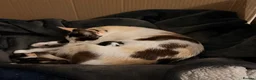 Mixed Breed cats for sale: (Ready Now) Mixed Breed Kittens in Northampton - Advert 5