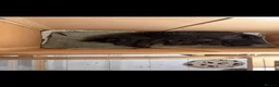 Maine Coon cats for sale: 4x maine coons for sale in Ashton-under-Lyne - Advert 19