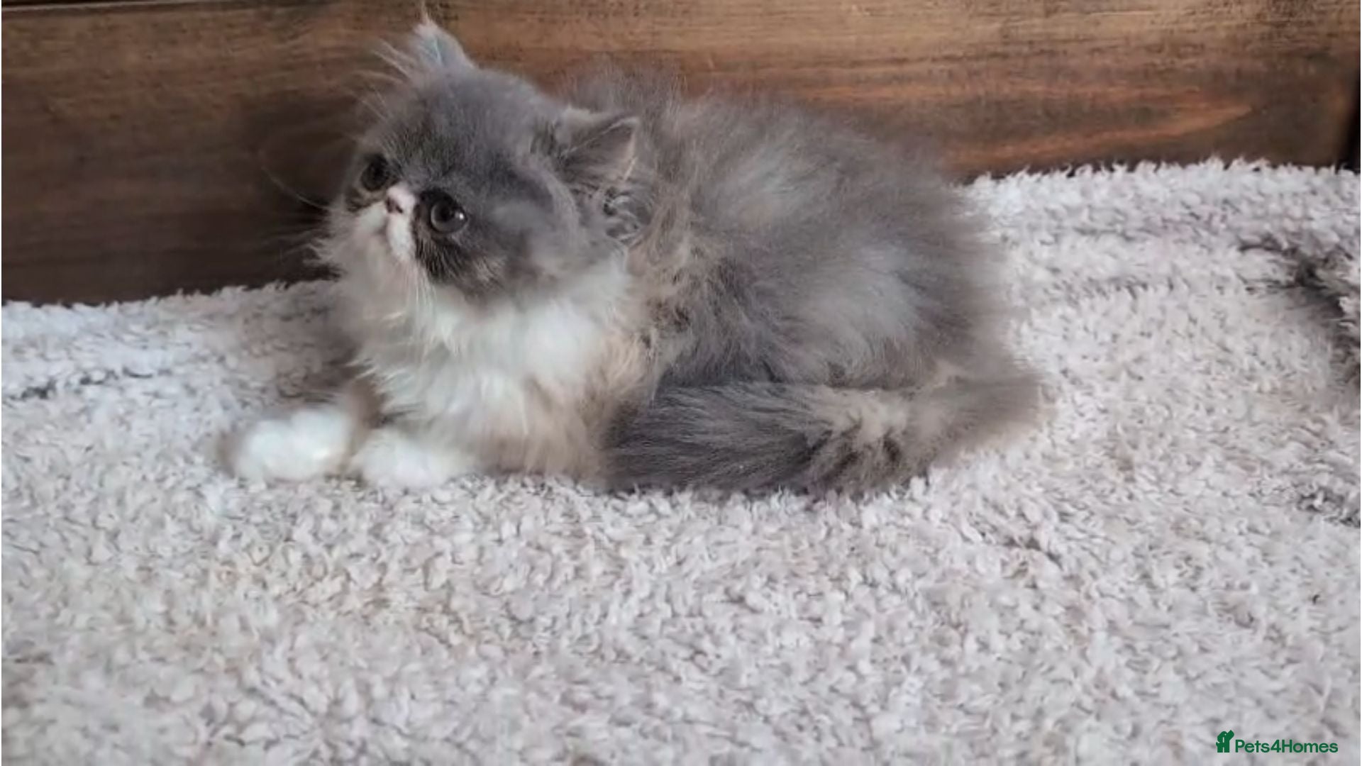 Persian cats Persian Kittens - Advert 1