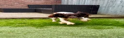 Sprocker dogs for sale: 7yo Sprocker Dog - Advert 3