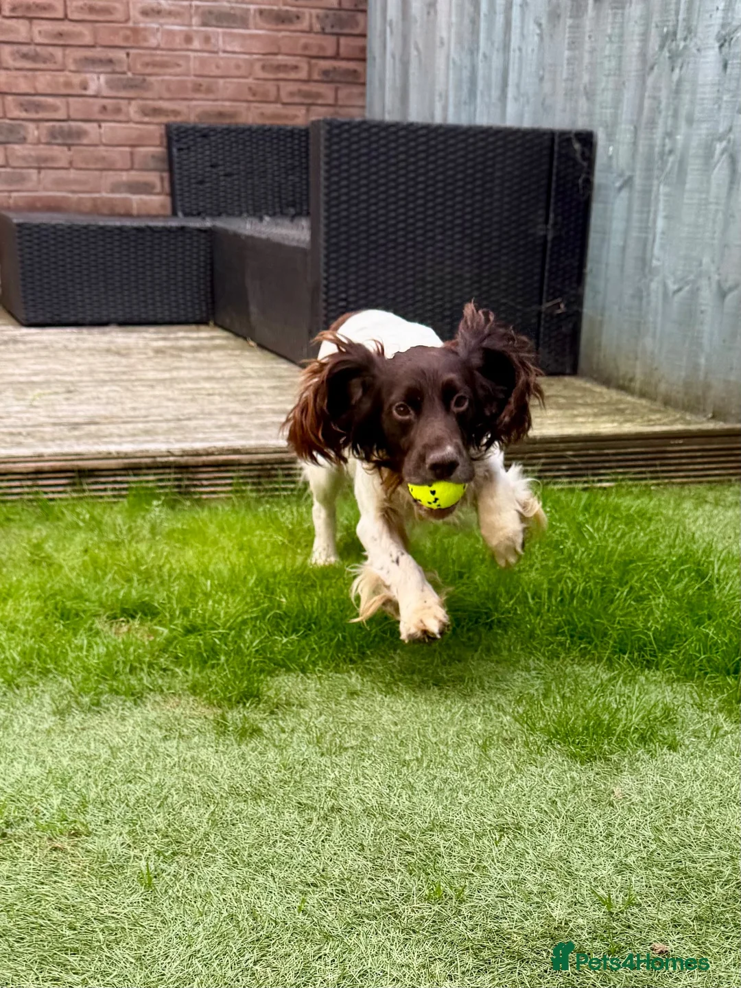 Sprocker dogs for sale: 7yo Sprocker Dog - Advert 3