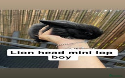 Mini Lop rabbits for sale: 2 x girl mini lops and 4 x lion head mini lops  - Image 4