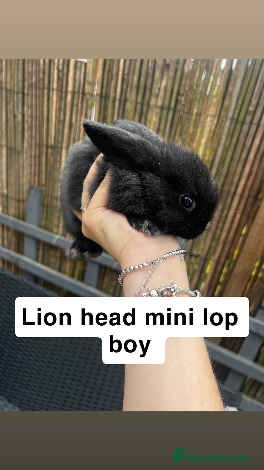 Mini Lop rabbits for sale: 2 x girl mini lops and 4 x lion head mini lops  - Image 4