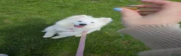 Samoyed dogs for sale: Female Samoyed looking for home - Advert 6