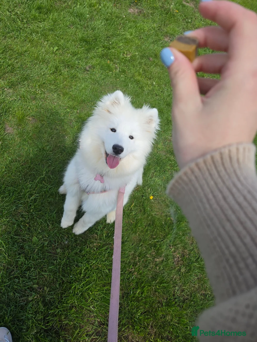 Samoyed dogs for sale: Female Samoyed looking for home - Advert 6