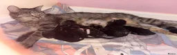 Mixed Breed cats for sale: Litter of 7 kittens  - Advert 10