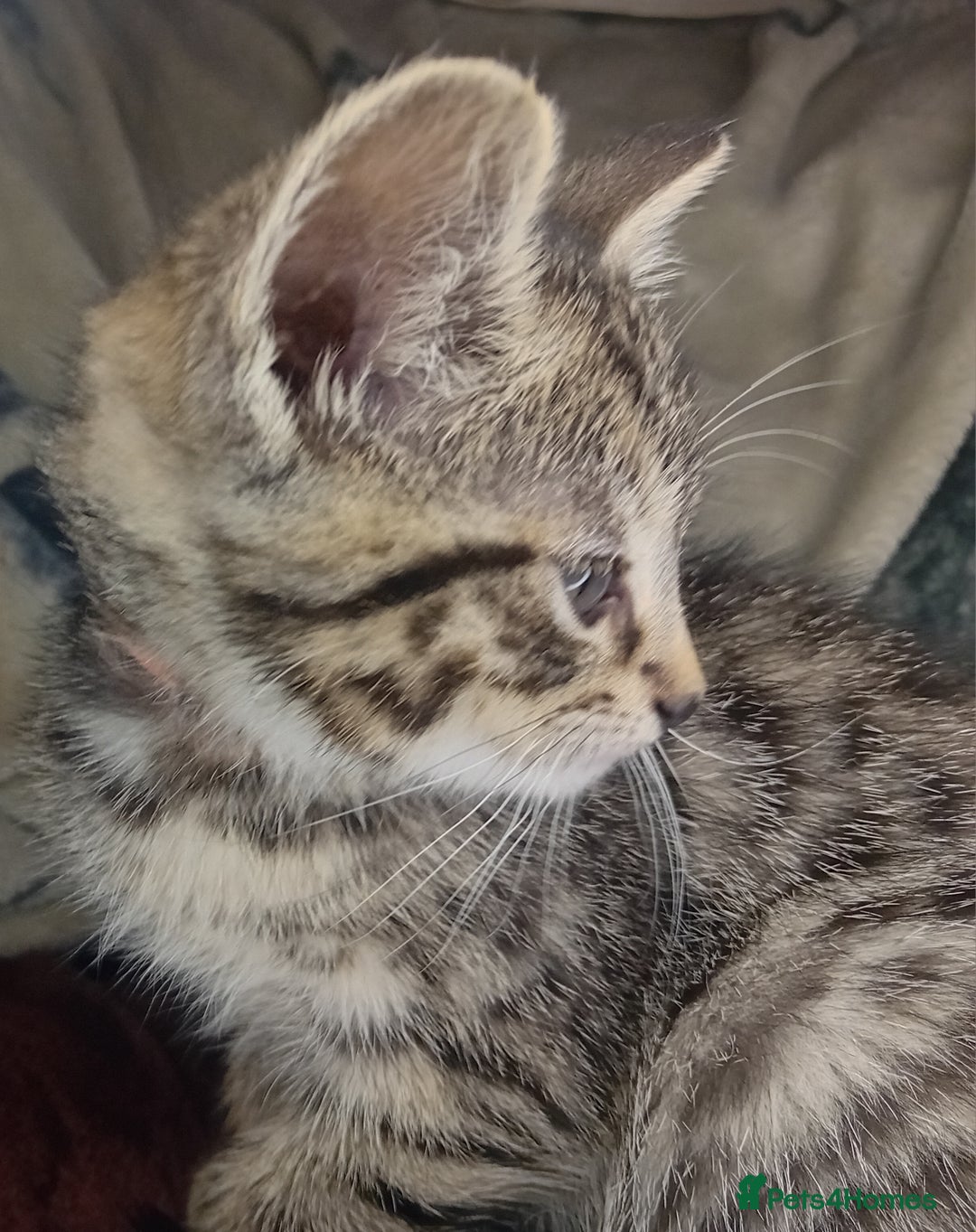 Bengal cats for sale: BengalX Ragdoll, American curl kittens - Advert 10