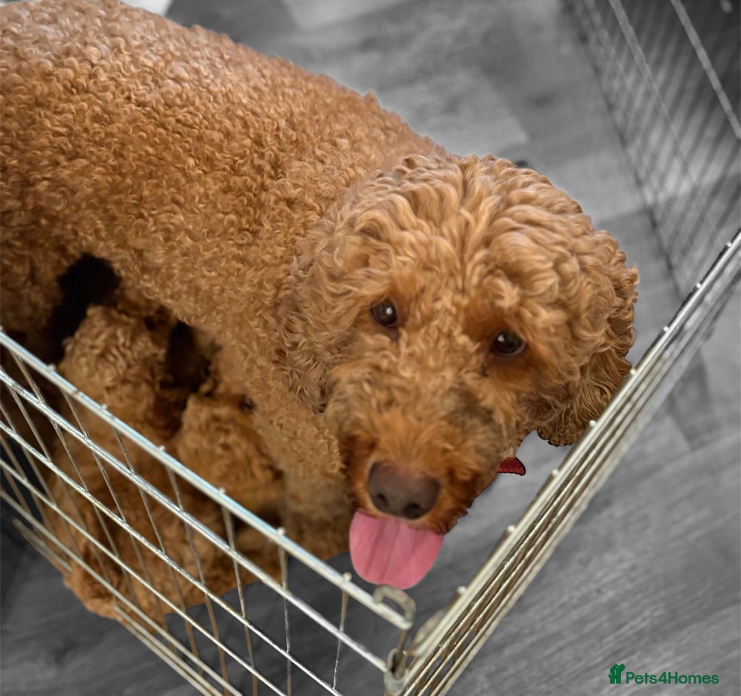 Cockapoo dogs for sale: Cockapoo Puppies - Image 6
