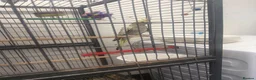 Cockatiels birds for sale: 2 female 1 male - Advert 3