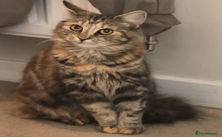 Maine Coon cats - Advert 12