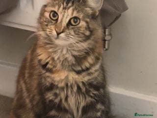 Maine Coon cats - Advert 4