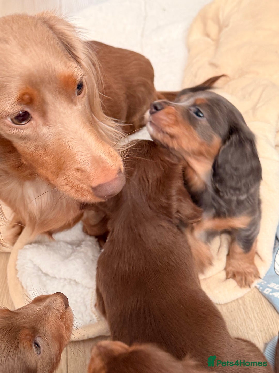Miniature Dachshund dogs for sale: Gorgeous blue long haired dachshund 💙💗 - Advert 1