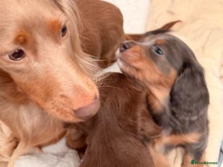 Miniature Dachshund dogs Gorgeous blue long haired dachshund 💙💗 - Advert 1
