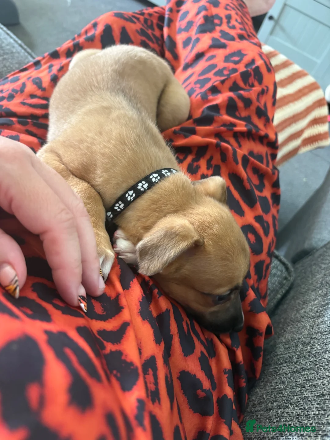 Whippet dogs for sale: Whippet cross  - Advert 1