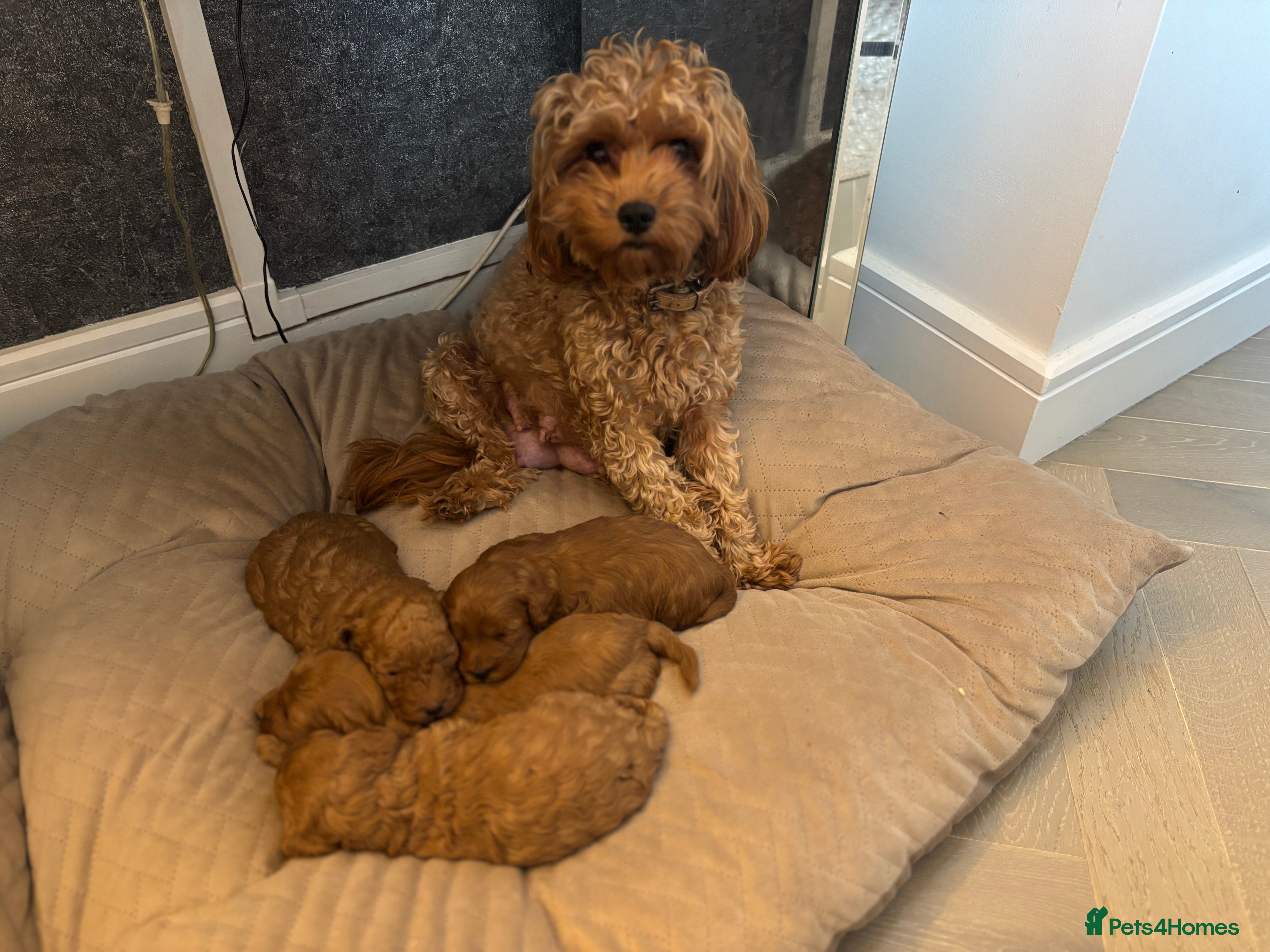 Cavapoo dogs Red Toy cavapoos  - Advert 12