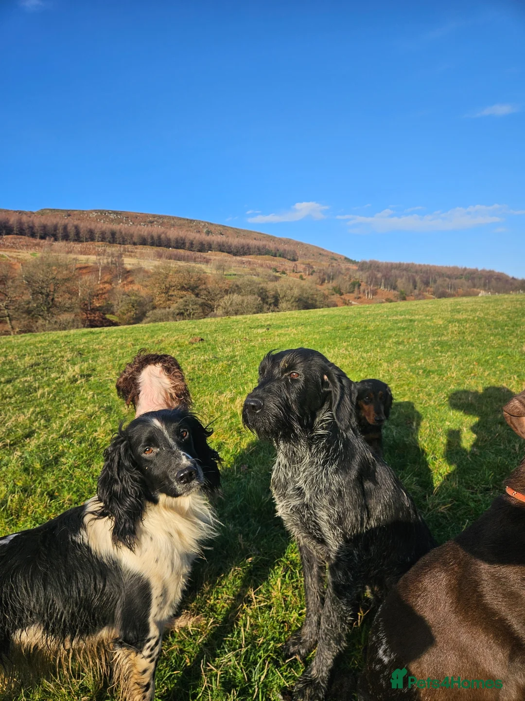 English Springer Spaniel dogs for stud: Springer spaniel for stud  - Advert 8