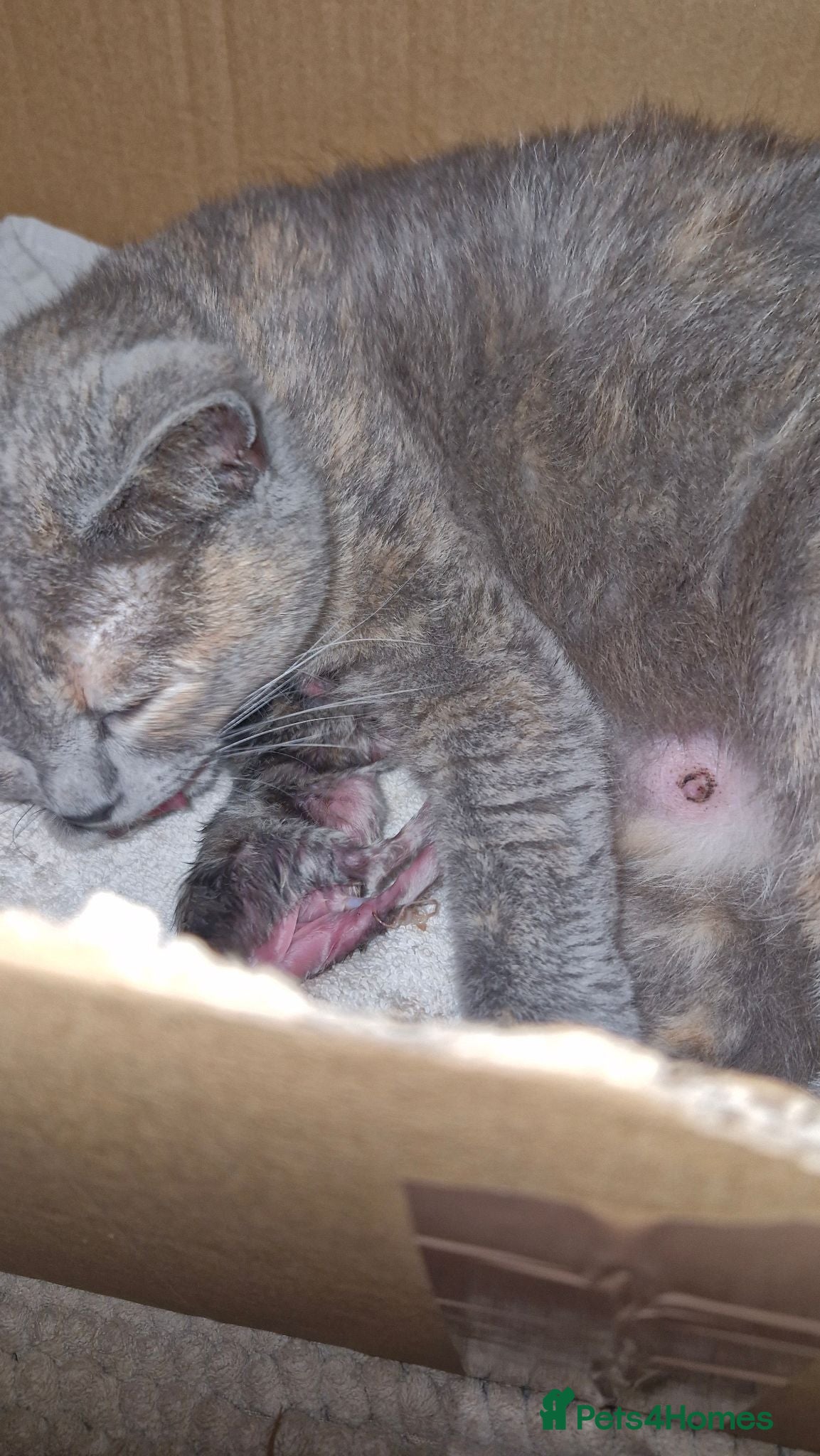Mixed Breed cats Smoke half bsh kitten ready now  - Advert 3