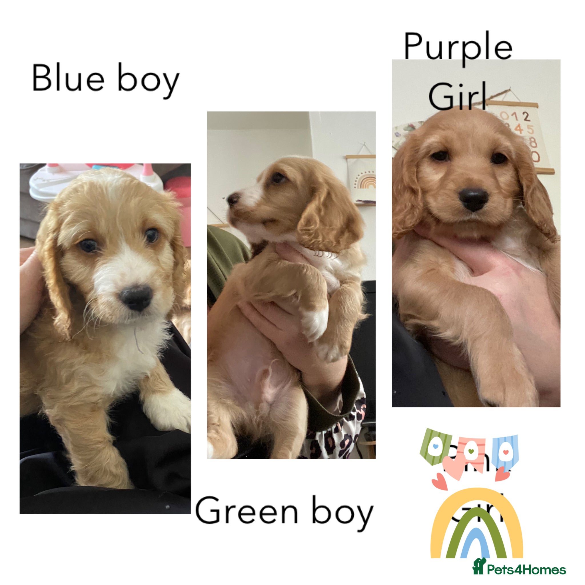 Cockapoo dogs Beautiful Home-Raised Cockapoo Pups - Advert 3