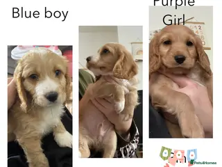 Cockapoo dogs Beautiful Home-Raised Cockapoo Pups - Advert 3