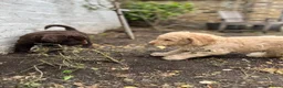 Labradoodle dogs for sale: Labradoodles (F1B) in London W8. READY TO GO HOME - Advert 29