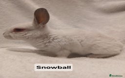 Rex rabbits for sale: Baby Purebred Rex Rabbits For Sale - Image 5