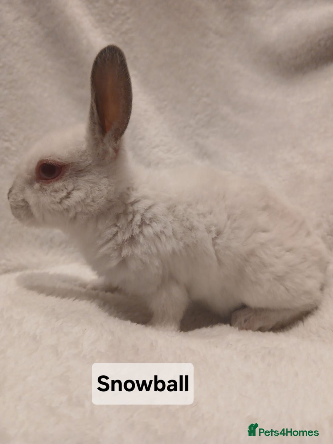 Rex rabbits for sale: Baby Purebred Rex Rabbits For Sale - Image 5