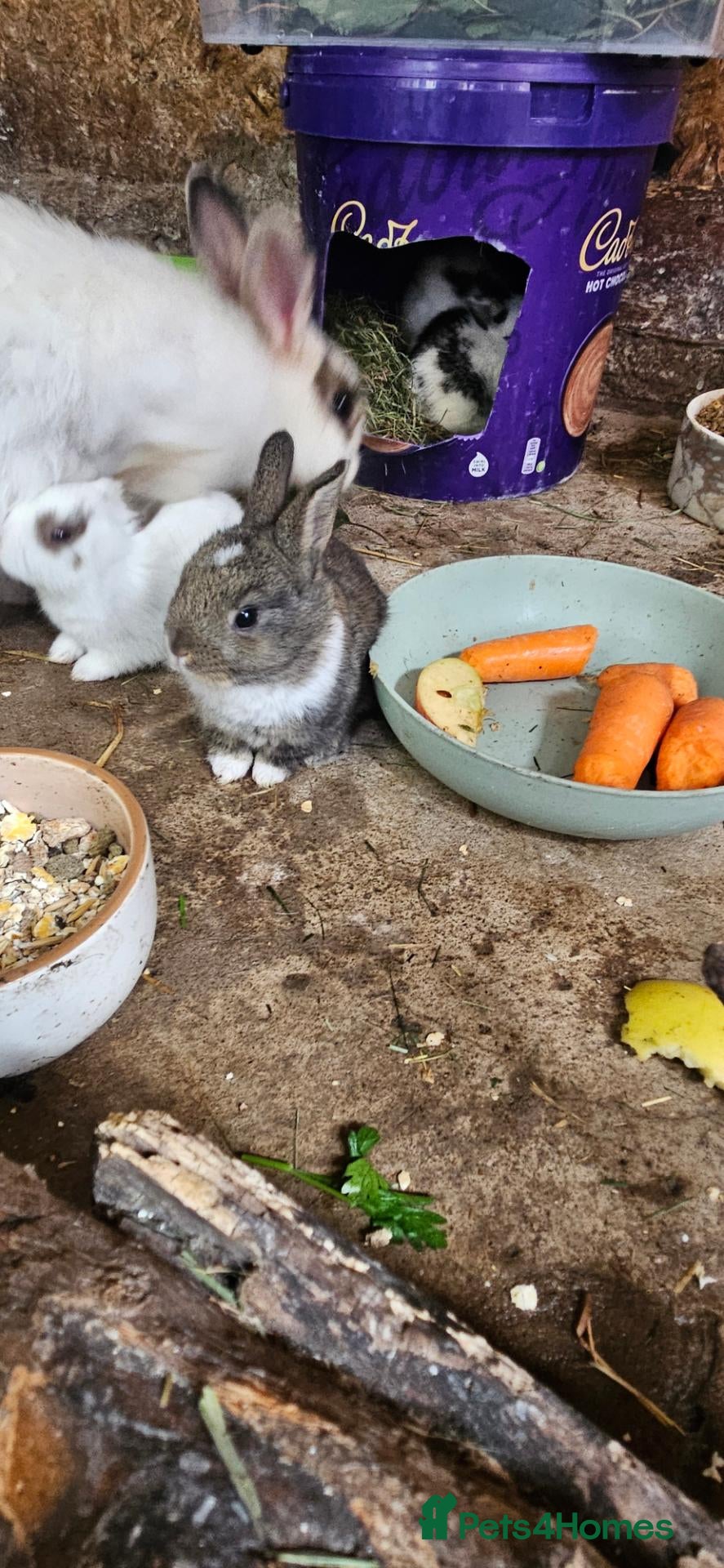 Mixed Breed rabbits They are really friendly rabbits. 💞 - Advert 1