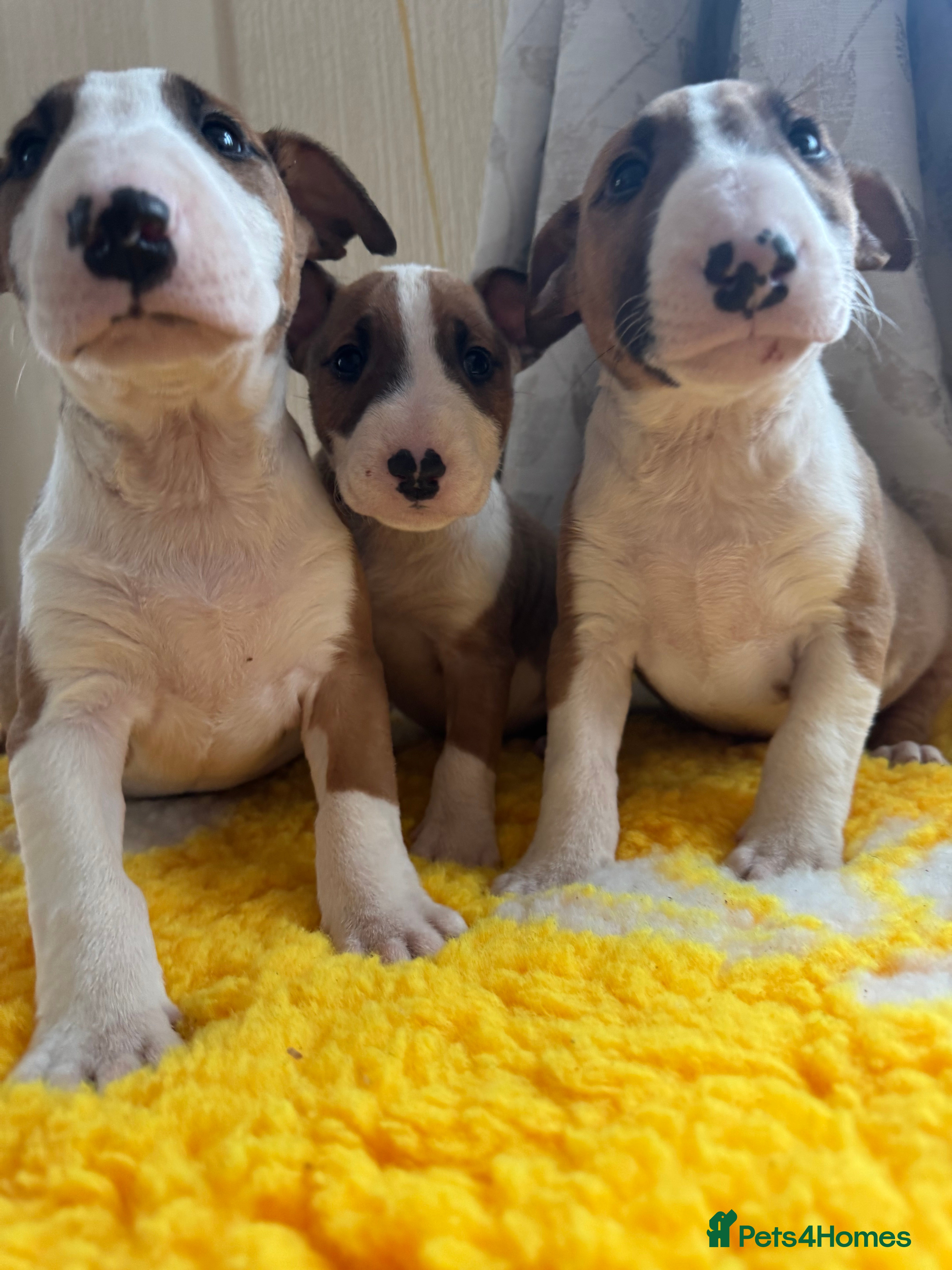 Bull Terrier dogs Stunning KC Registered 5* Bull Terrier Pups - Advert 3