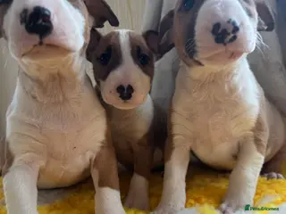 Bull Terrier dogs Stunning KC Registered 5* Bull Terrier Pups - Advert 3