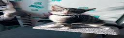Mixed Breed cats for sale: 4 lovely kittens looking for loving & caring home in Luton - Advert 7