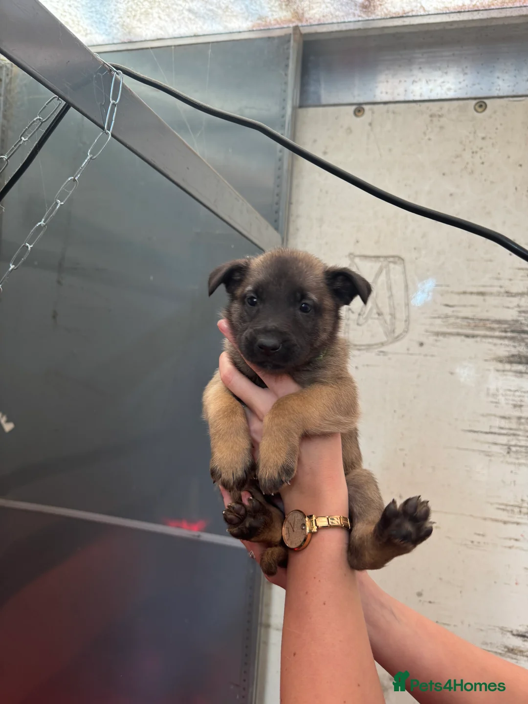 Belgian Shepherd Dog dogs for sale: Gorgeous Belgian Malinois Puppies - Advert 15