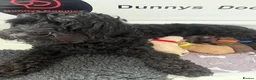Cockapoo dogs for sale: Stunning F1B Cockapoos - Advert 5