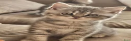 Persian cats for sale: Stunning female Persian kitten available now in Nelson - Advert 2