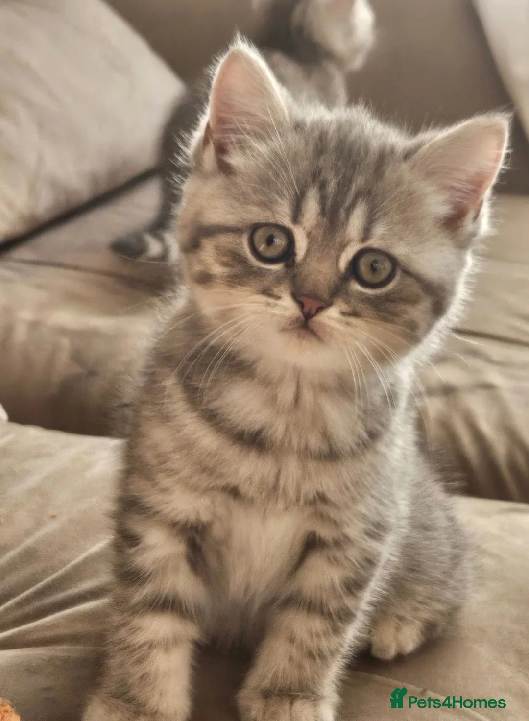 Persian cats for sale: Stunning female Persian kitten available now in Nelson - Advert 2
