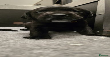 Labrador Retriever dogs - Advert 15